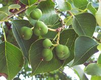 Tallow tree fruiting bodies  Tallow tree fruiting bodies